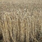 Triticum aestivum Агульны выгляд