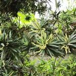 Podocarpus macrophyllus Kvet