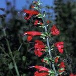 Salvia coccinea Kvet