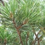 Pinus pungens Fuelha