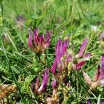 Astragalus monspessulanus Cvet
