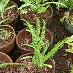 Nephrolepis cordifolia Blatt