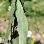 Andryala integrifolia Folha
