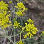 Isatis tinctoria Fleur