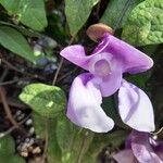 Sigmoidotropis speciosa Flower