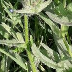 Anchusa arvensis Hoja