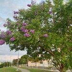 Jacaranda caucana অভ্যাস