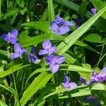 Tradescantia virginianaBlomma