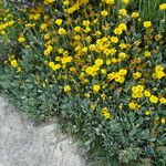 Hertia cheirifolia Flor