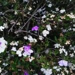 Brunfelsia australis Агульны выгляд