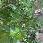 Andira anthelmia Leaf