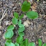 Viburnum rufidulum Folha