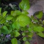 Rubus niveus Blatt