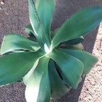 Agave shaferi Листок