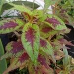 Amaranthus tricolor Levél