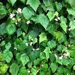 Begonia formosana Habit