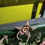 Orbea variegata 花