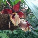 Stanhopea tigrina 花