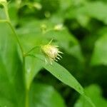 Oclemena acuminata Çiçek