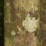 Virola michelii Corteza