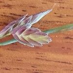 Eragrostis superba Kvet