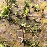Veronica catenata Hoja