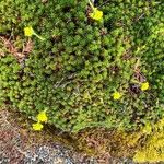 Saxifraga juniperifolia Habit