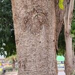 Millingtonia hortensis Corteza