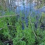 Galium palustre Hàbitat