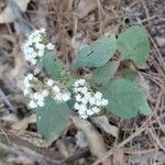 Ageratina adenophora Blüte