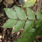 Gilletiodendron kisantuense Leaf