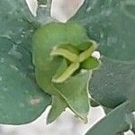 Simmondsia chinensis Λουλούδι