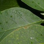 Solanum hazenii Leaf