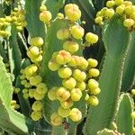 Euphorbia murielii Vrucht