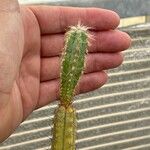 Pilosocereus glaucochrous Blad