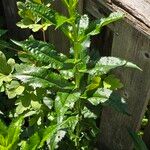 Physostegia virginianaBloem