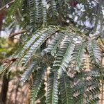 Cojoba arborea Leaf