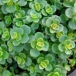 Sedum makinoi Blatt