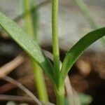 Veronica fruticans Corteccia