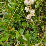 Pyrola rotundifolia Yaprak
