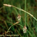 Carex magellanica Drugo