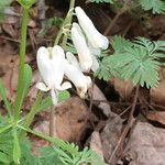 Dicentra canadensis Blomma