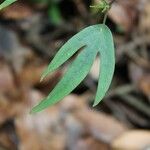 Hernandia mascarenensis Leaf