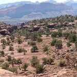 Pinus edulis Hoja