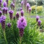 Liatris pycnostachyaFlower