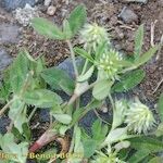 Trifolium retusum ശീലം