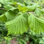 Corylus cornutaFoglia