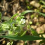 Nonea echioides 花