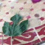 Broussonetia papyrifera Leaf