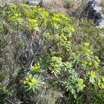Euphorbia dendroides Hábito